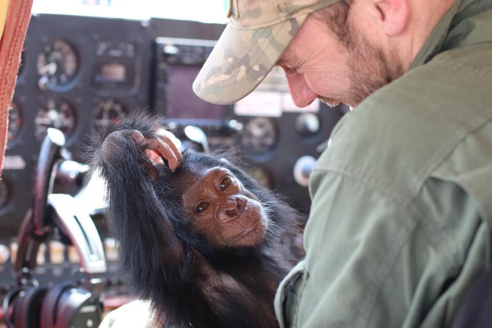 A rescued chimpanzee held in the cockpit of a light aircraft during a flight to a sanctuary