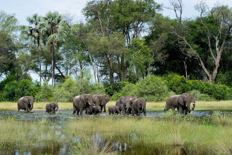 A herd of elephants crossing a floodplain in the Okavango Delta